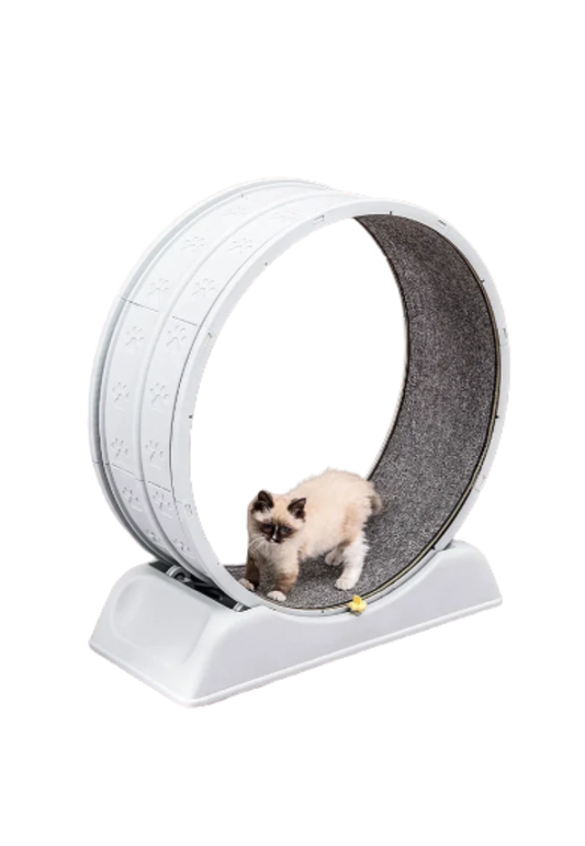 Roda de Exercícios para Gatos